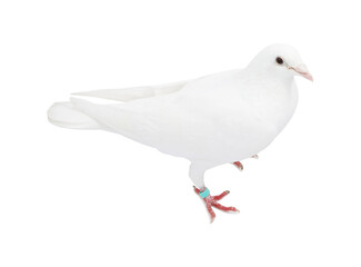 One dove on white background. Beautiful bird
