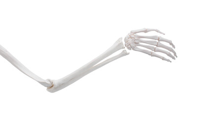 Artificial human skeleton model isolated on white, closeup