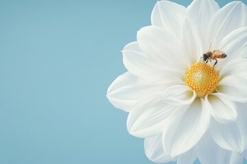 Obraz premium A bee lands gracefully on a large white flower center