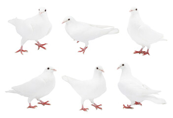 Beautiful dove isolated on white, collage of photos