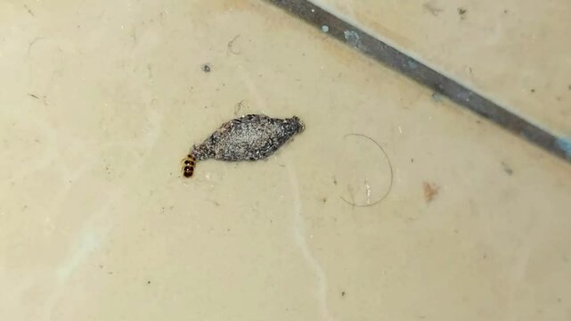 "Close-up of a bagworm caterpillar (Phereoeca uterella) crawling on a surface. This insect is known for causing skin irritation when touched