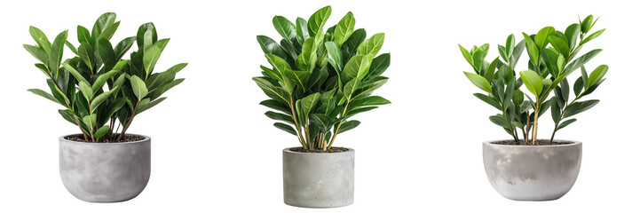 A compact ZZ plant with waxy, deep green leaves growing in an industrial-style concrete pot, isolated on a transparent background