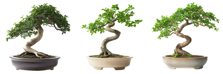 A bonsai tree with intricately twisted branches and a lush canopy of small green leaves, displayed in a traditional ceramic dish, isolated on a transparent background
