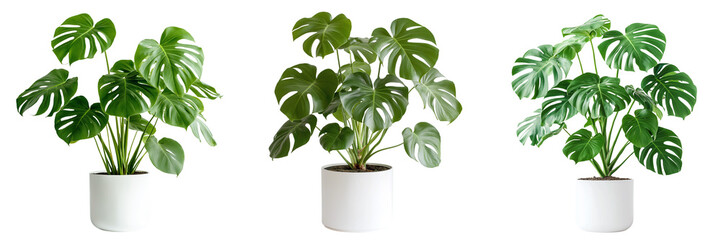 A beautiful monstera plant with large, iconic split leaves, displayed in a white pot, isolated on a transparent background