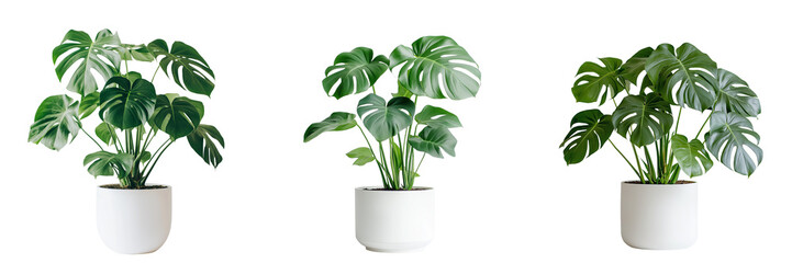 A beautiful monstera plant with large, iconic split leaves, displayed in a white pot, isolated on a transparent background