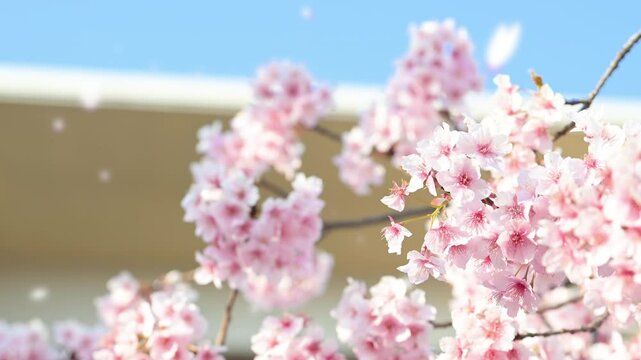 学校の校舎ような建物背景の青空と桜　卒業・入学おめでとう動画 桜のクローズアップ