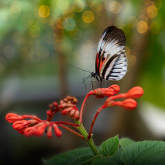 Red and Black Postman Butterfly Resting on Vibrant Red Flower in Garden