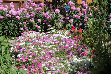 Fototapeta premium Soft focus of colorful godetia flowers blooming at a garden