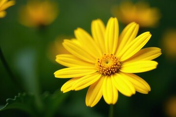 A close-up photo of a vibrant yellow daisy with delicate petals,  daisy, spring
