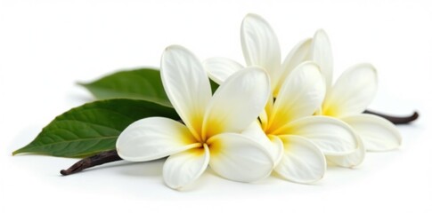 Fototapeta premium A close up shot of aromatic vanilla flowers isolated on a white background, exotic, natural