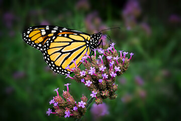 Monarch Butterfly Resting on Purple Wildflowers in a Summer Meadow