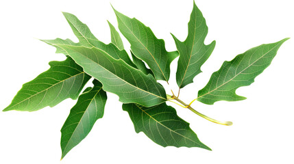 Obraz premium Vibrant Green Leaves: A cluster of fresh, emerald green leaves bursts with vitality, showcasing intricate details and textures against a backdrop of natural lighting.