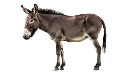 Donkey: This is a studio shot of a donkey with a detailed view.