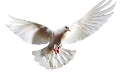  Soaring White Dove: A pure white dove with outstretched wings, signifying peace and freedom, floats against the sky, its feathers catching the light in a symbolic representation of tranquility.