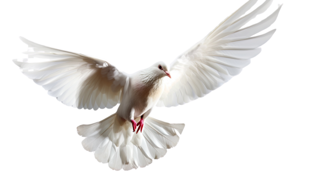  Soaring White Dove: A pure white dove with outstretched wings, signifying peace and freedom, floats against the sky, its feathers catching the light in a symbolic representation of tranquility.