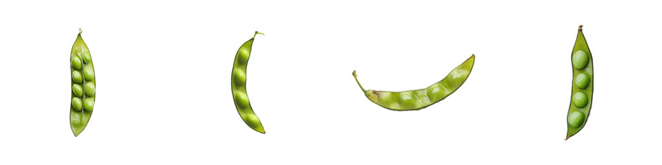 Four green bean pods show various seed development stages horizontally Period