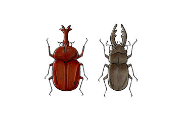 カブトムシとクワガタムシセット