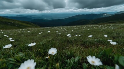 Mountain meadow flowers under stormy sky