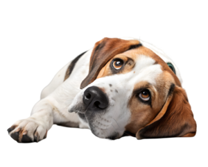 Confused Dog Laying Down on Transparent Background PNG – Cute & Fluffy

