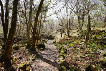 fine path through old trees and mossy rocks