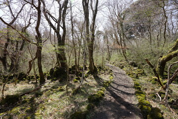 fine path through old trees and mossy rocks