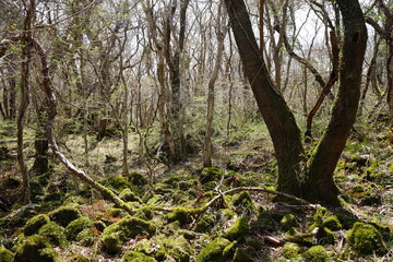 mossy rocks and vines in early spring forest
