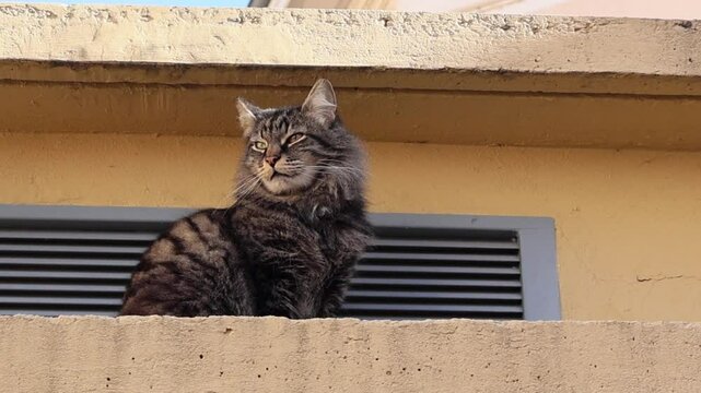 Chat norv&eacute;gien curieux sur un rebord de fen&ecirc;tre en pierre avec une vue urbaine