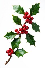 Ornate gold holly with berries and leaves hanging from a branch isolated on white background, gold, nature