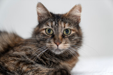 Pet portrait. beautiful kitten tabby cat with yellow eyes and an attentive look, cute kitten tabby cat sleeping, resting, relaxing, looking on top of a bed gray background. Pets friendly and care conc