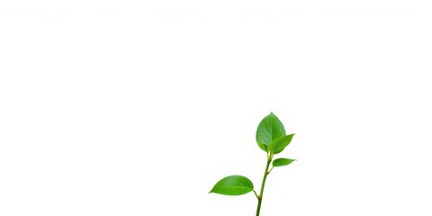 Obraz premium Single vibrant green plant, isolated on pure white backdrop, photography, foliage