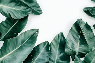Obraz premium Tropical Green Leaves Frame On White Background