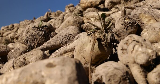 sugar beet after harvesting and preparation of beet transportation to plants for the production of white crystalline sugar