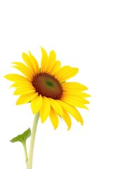Fototapeta premium Single sunflower, vibrant yellow petals, pristine white background, bloom, screen, agriculture