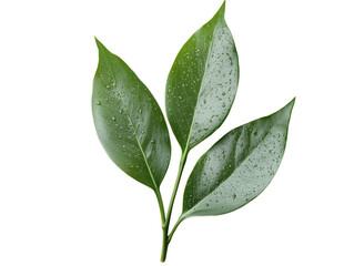 Fototapeta premium Three Fresh Green Leaves with Water Droplets on White Background