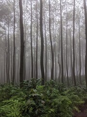 forest in fog 