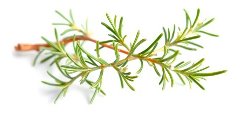 Obraz premium A sprig of rosemary with delicate leaves and small buds, isolated on pure white, aromatic, garden