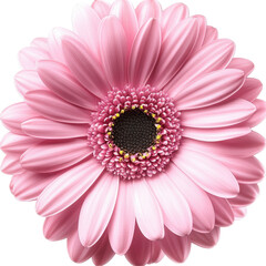 Pink Flower Blooming Isolated Cut-Out PNG Without Background