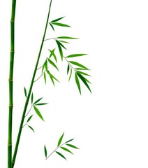 Naklejka premium Abstract green bamboo silhouette on white backdrop, minimalist design, branch, plant, vector