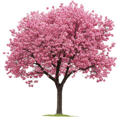 Naklejka premium Pink Sakura Tree Blooming PNG: Isolated Cut-Out of Vibrant Cherry Blossoms on transparent background