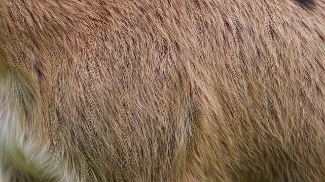 Animal fur pattern 