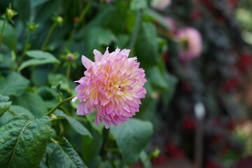 Fototapeta premium Waterlily Dahlias: Serene Beauty in Bloom