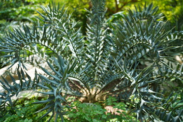 Encephalartos nubimontanus is a rare blue leaved cycad valued for its striking foliage unique form and ornamental appeal in landscapes