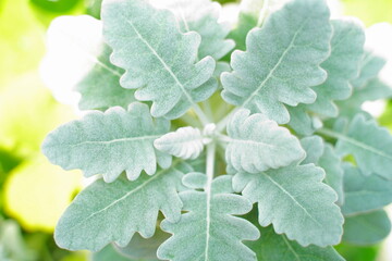 Senecio cineraria features soft silvery foliage adding texture and contrast to gardens and landscapes while thriving in sunny conditions