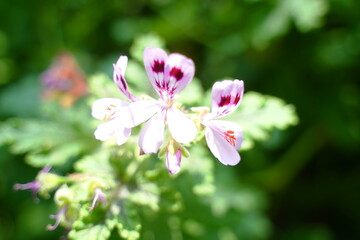 Pelargonium radula is a rose scented geranium with fragrant leaves and pretty flowers perfect for gardens herbal uses and natural insect repellent