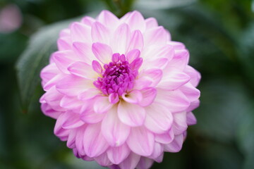 Waterlily Dahlias: Serene Beauty in Bloom