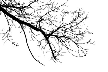 Black and white illustration of natural large old oak tree branch with leaves on transparent background