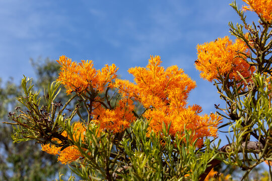 Western Aurelian Christmas Tree Nuytsia Floribundas