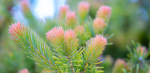 Woolly bush foliage green with pink tips
