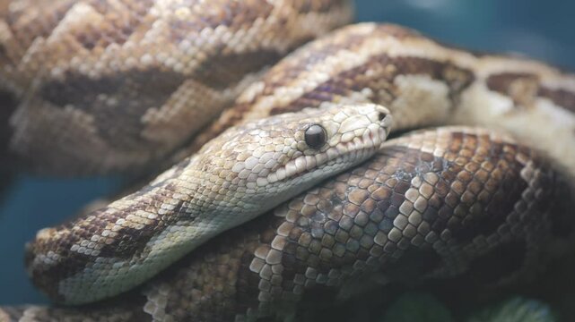 Snake is curled up on its side. The snake is brown and white. The snake is resting on a surface