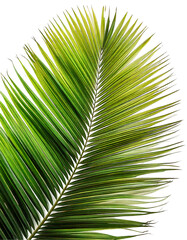 Obraz premium focusing on Palm fresh leaf isolated transparent background